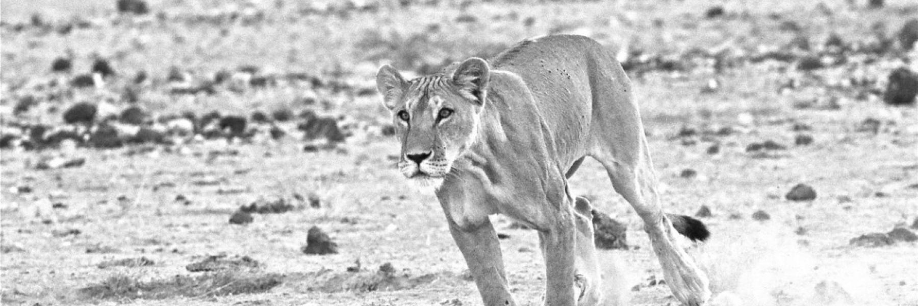 An image of a female lion running in the desert. 