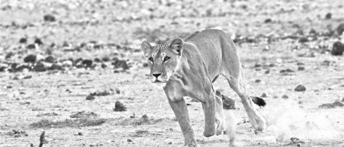 An image of a female lion running in the desert. 